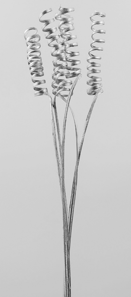 Cane Spring Silver