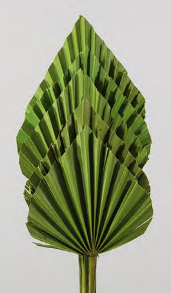 Palm Spears Basil Green