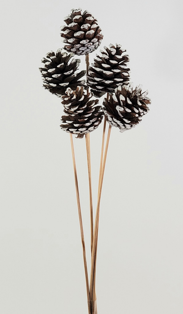 Pinecones Natural w/White Tips