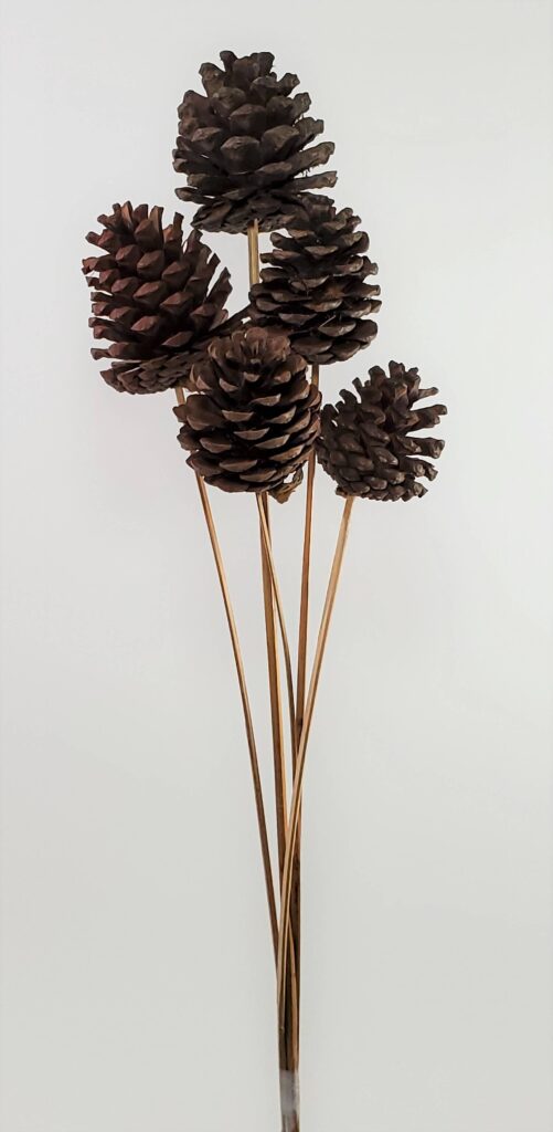 Pinecones Natural