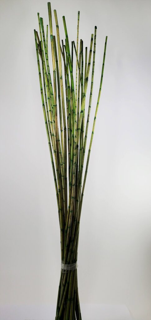 Pencil Bamboo Basil Green