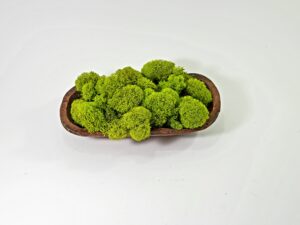 Reindeer Moss - Spring Green