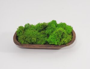 Reindeer Moss - Light Green